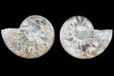 Cut & Polished Ammonite Fossil - Agatized #82272-1